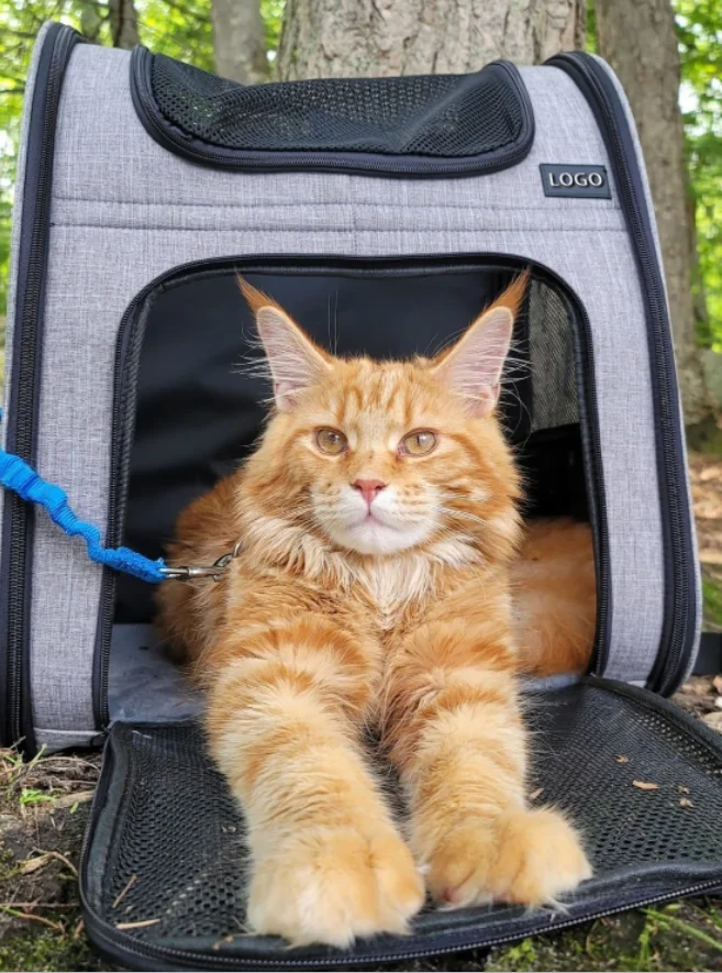 Hot Sale Pet Backpack with Lock Zipper Breathable Waterproof Portable Travel Bag for Dogs or Cats