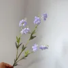 Campanula Viola