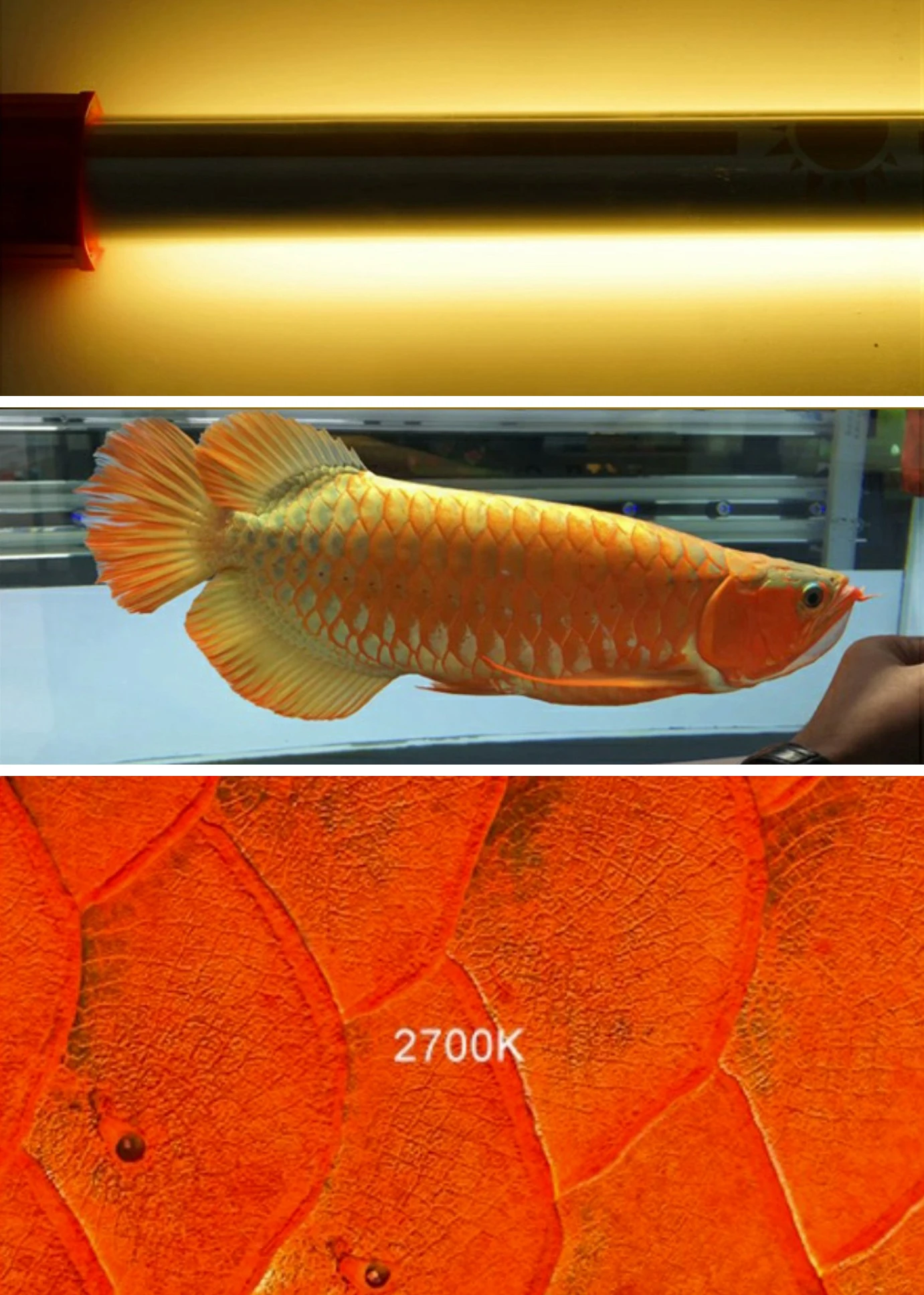 Three Primary Color Waterproof 2700k 6700k 13000k 16000k Super Red Gold T5 Arowana Tanning Light