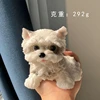 สุนัขพันธุ์ชิสุ