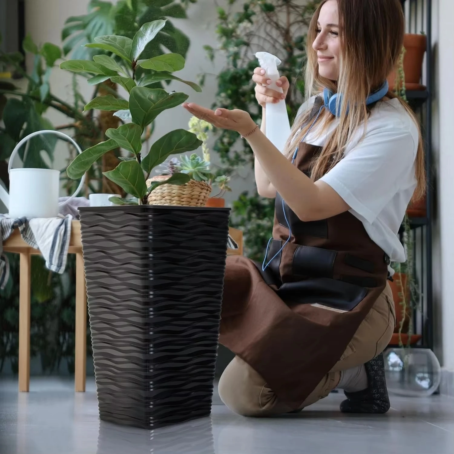 money tree plant seeds Money Plant Seeds for Growing