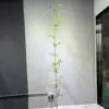 220cm bamboo