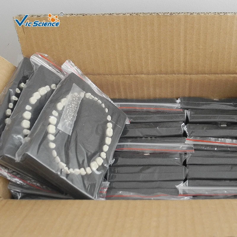 Продвинутая модель зубов typodont Стоматологическая обучающая модель человеческого зуба анатомическая модель медицинской науки