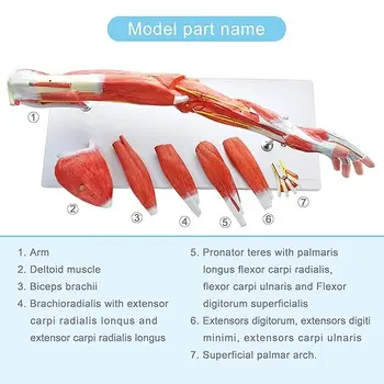 未開封新品】手解剖模型 7パーツ分解モデル 等身大 未開封新品】手