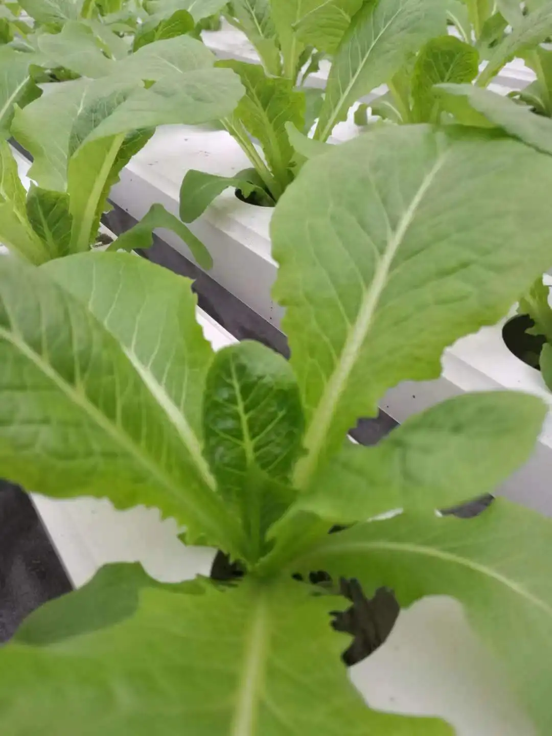 Hydroponic NFT Channel Growing System Water Circulation System Greenhouse Vertical Channel Growing Pipe Gutter NFT System