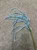 Blue Amaranthus
