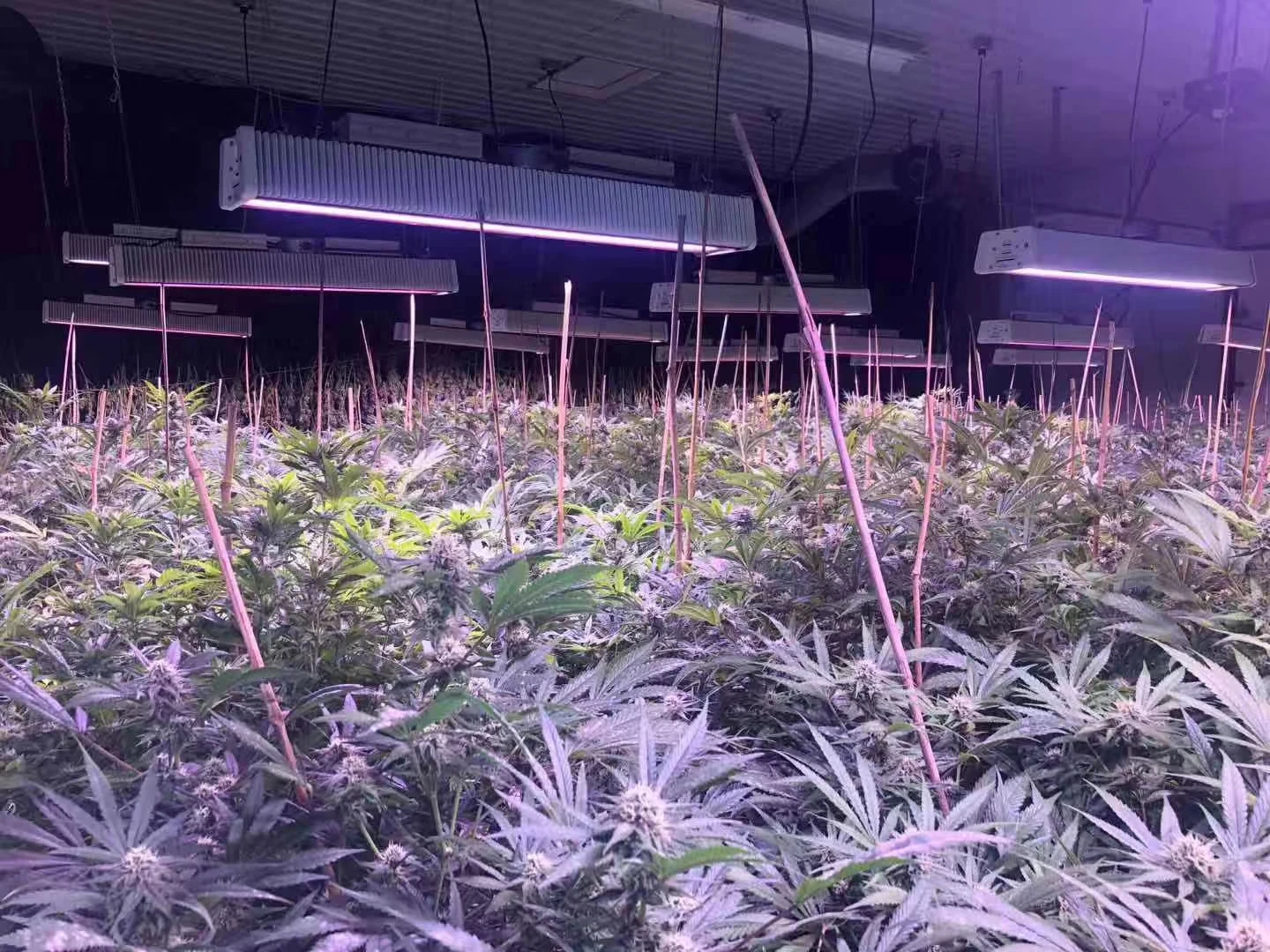 Hydroponic Cultivation LED Tube Light