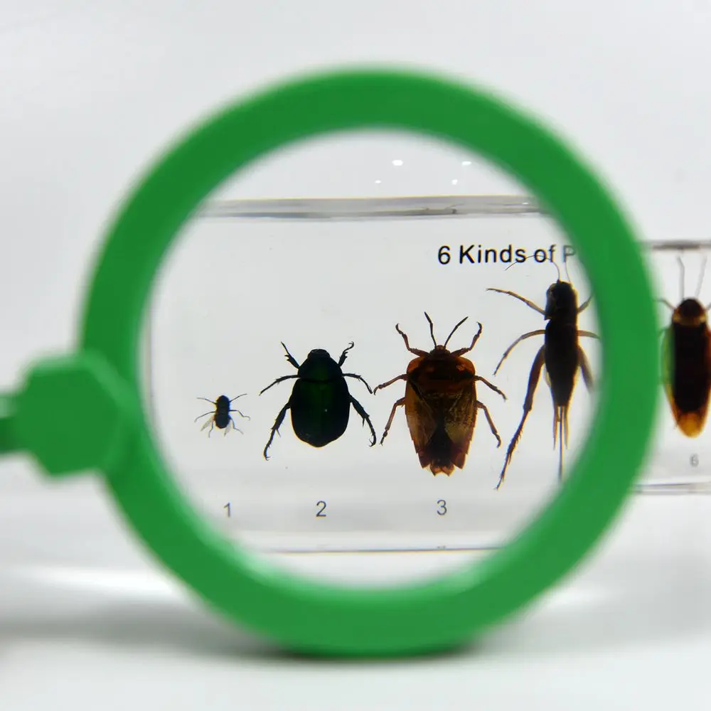 6 видов полезных образцов насекомых и биологическая модель учебные пособия для