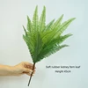 Kidney fern leaves