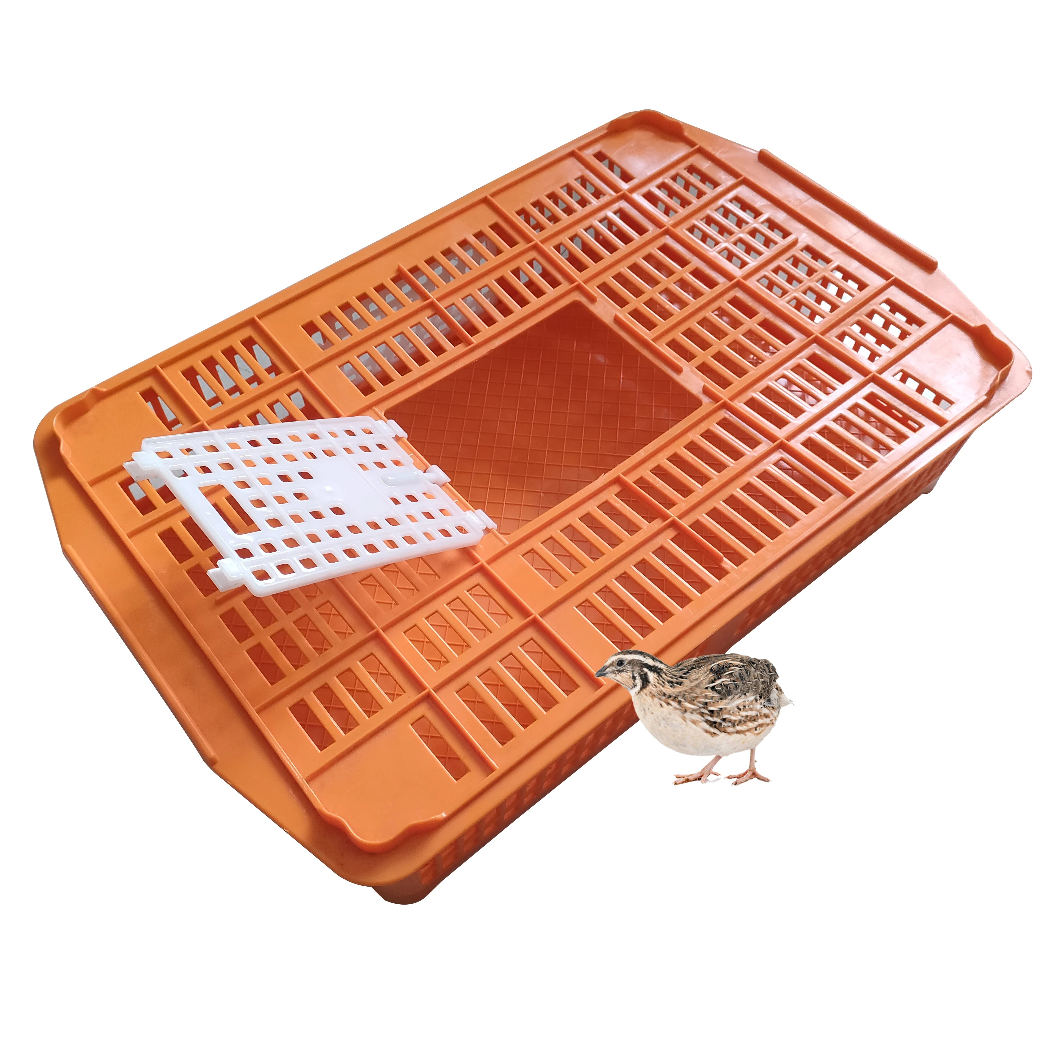 quail transport cage