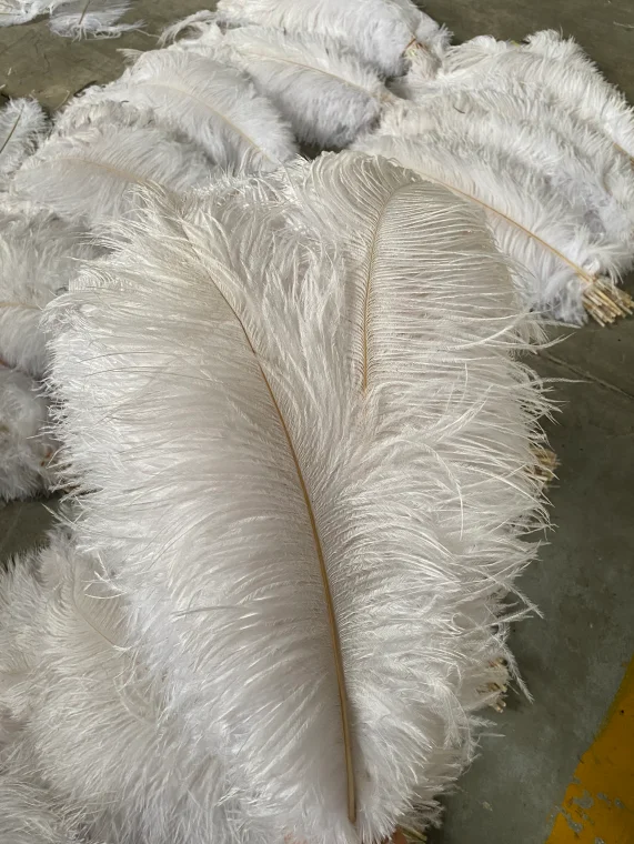 Большое белое перо страусиного дерева для