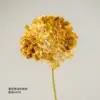 Yellow-edged hydrangea