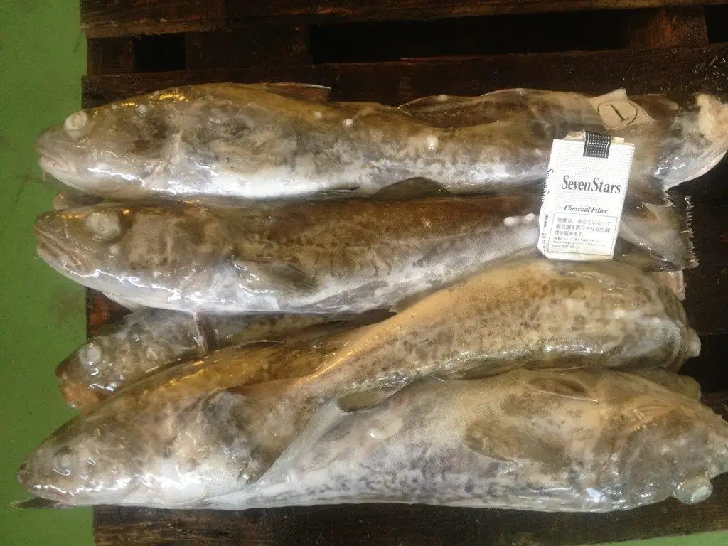 Japanese Delicious Flavorful Fresh Frozen Mackerel Fish Price Buy