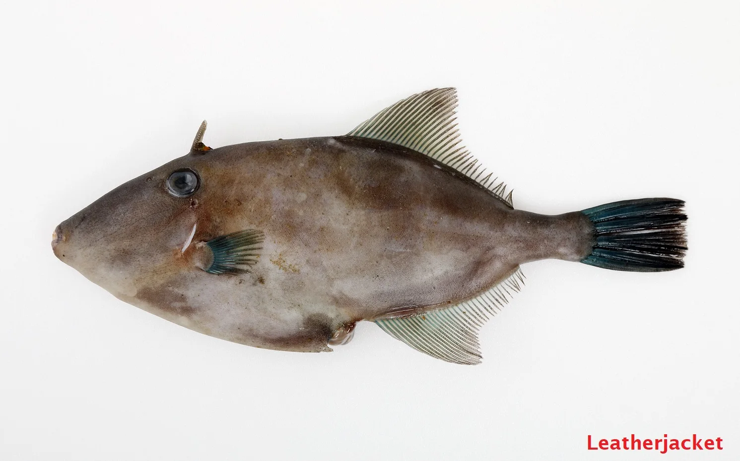 Japanese Bulk Fresh Seafood Frozen Pacific Herring Fish Mackerel Buy