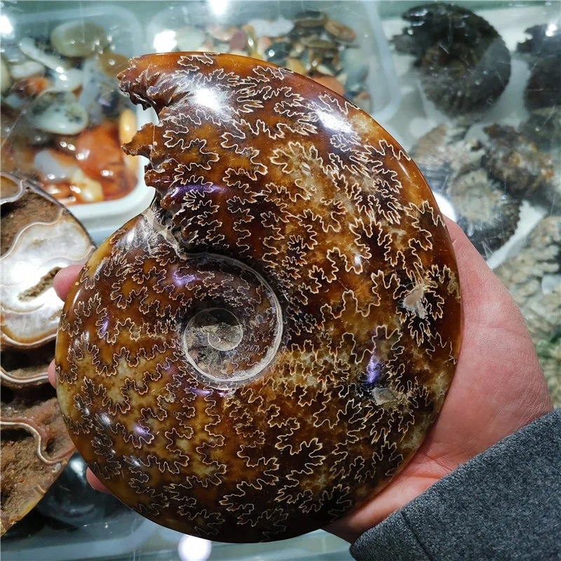 Hot Sale Madagascar Natural Ammonite Fossil Conch Crystal Specimen Shiny Snail Fossil for Sale