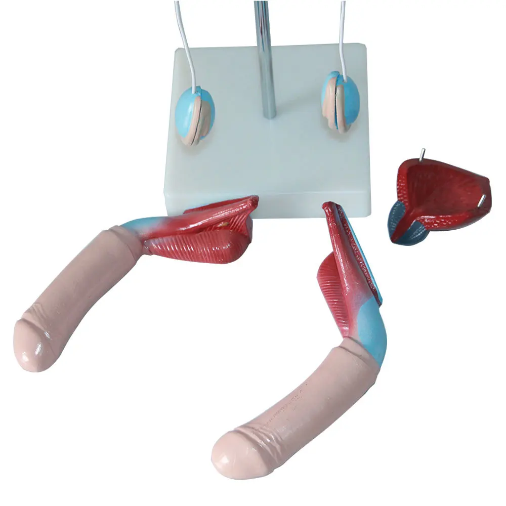 Medical Science PVC Anatomical Model of Male Genitourinary System Human Urinary System Renal Bladder Testis Penis for Training