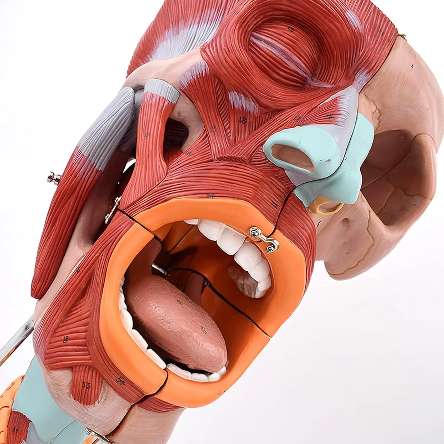 Medical Science Life-size Anatomical Models of Pharyngeal Muscles, Larynx, Mouth, Nose, Tongue, Facial Muscles, Medical Organs