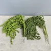 Long 5-headed Lover's Tears, deep green