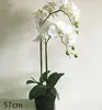 Bianco-01