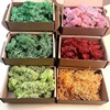 colorful Colorful Evergre