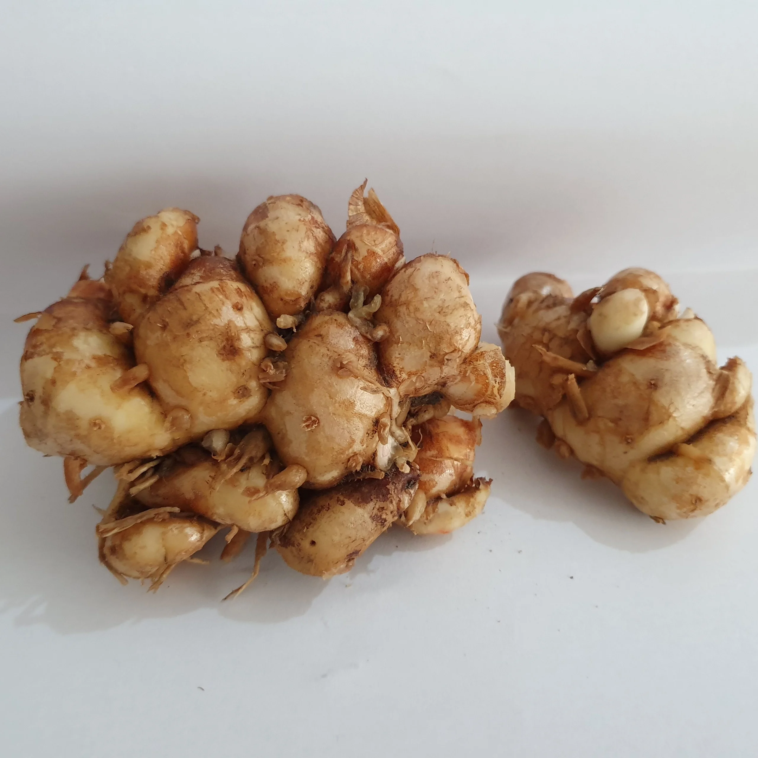 Sand Ginger Or Alpinia Galanga Direct From Farm Buy Chinese Mature Super Ginger Resurrection Lily Kencur Product On Alibaba Com
