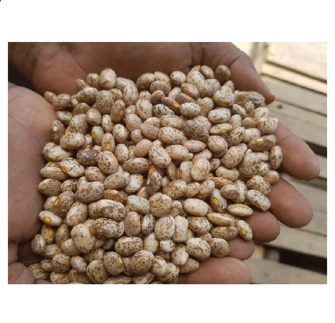 high qualty and hot selling 280-320beans/100gm pinto beans for