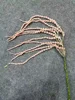 Pink Amaranthus