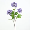 Pourpre