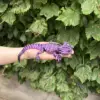 Violet noir