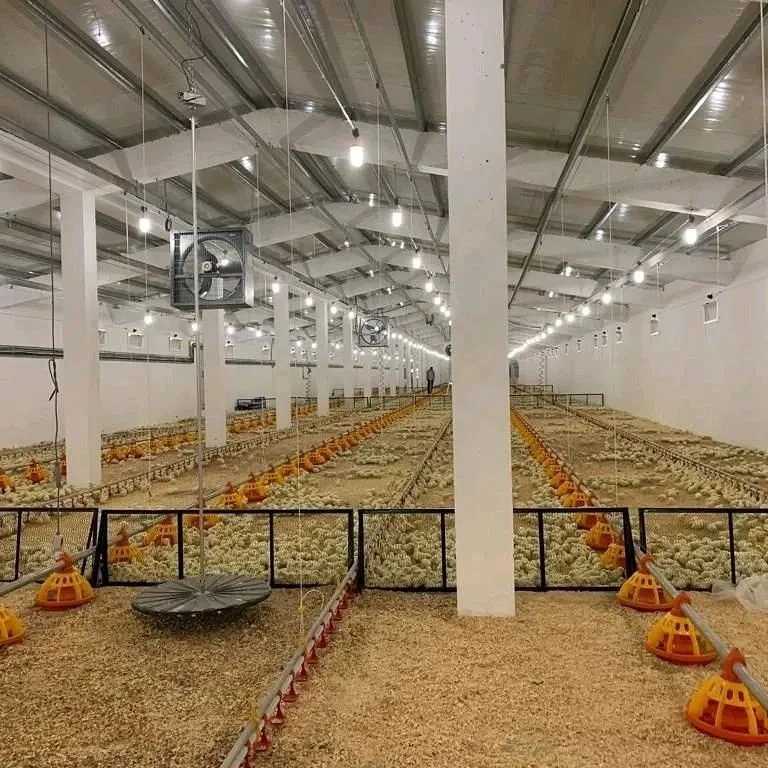 Chicken Equipment Automatic Broiler Equipment Automatic Poultry Pan Feeding Line Poultry Chain Feeding Line System