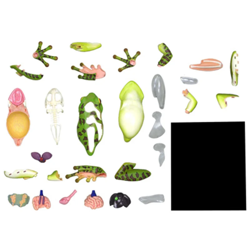 4D Frog Anatomical Model with 31 Parts PVC Skeleton Organ Structure Biology Teaching Resource for Schools