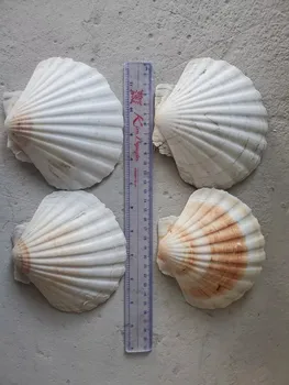 natural seashell white scallop shell used