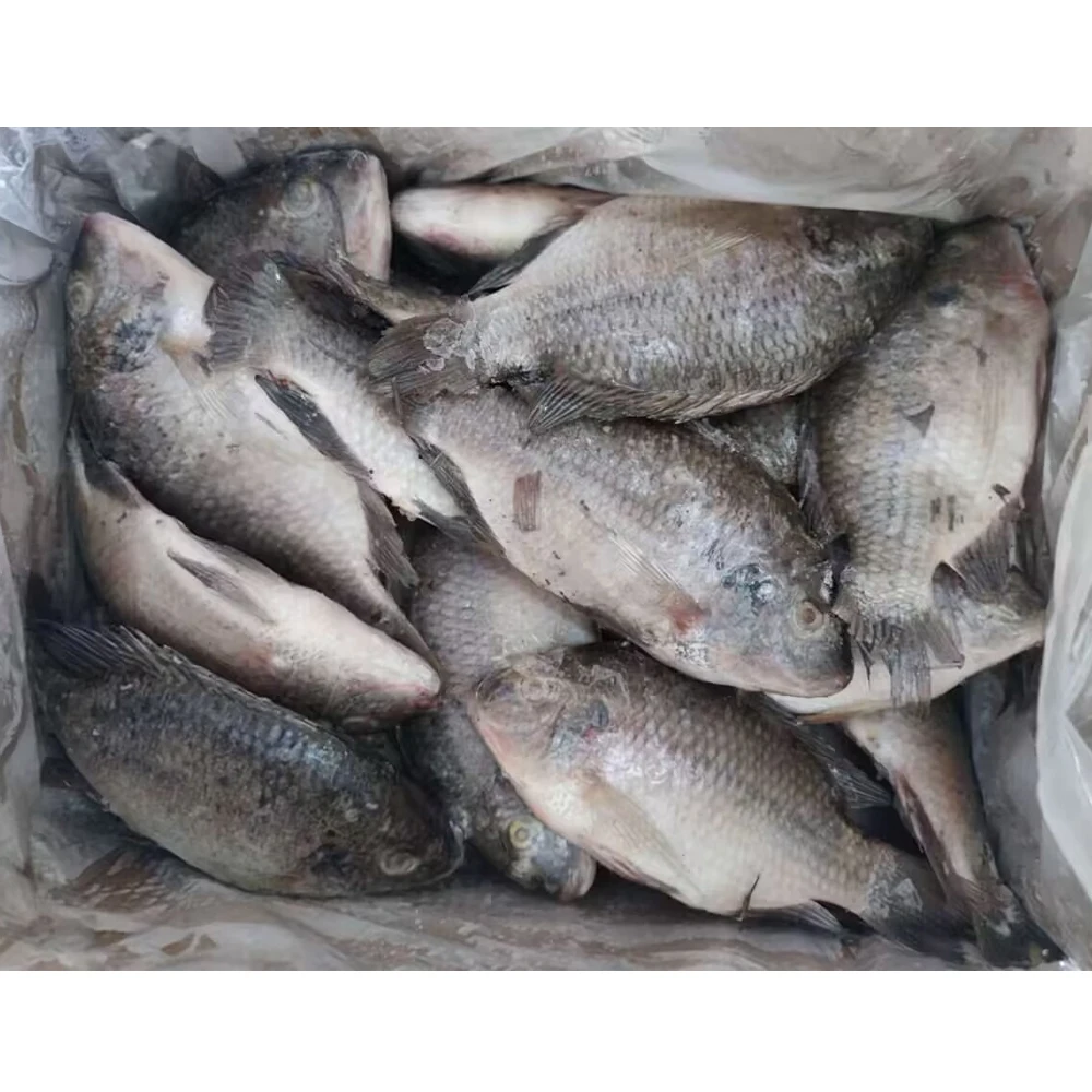 Frozen Fish Tilapia Custom Packing 10kg 10lbs Per Carton Iwp Ivp Iqf Frozen Tilapia Fish Frozen Black Tilapia Fish