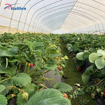 High quality and durable strawberry tunnel  greenhouse for factory wholesale