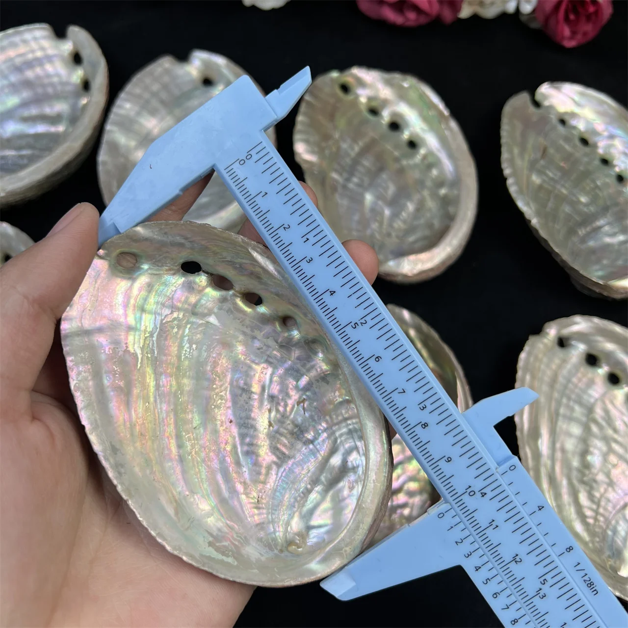 Natural Abalone Shells Home Accessories Conch Shells Aquarium Aquascape