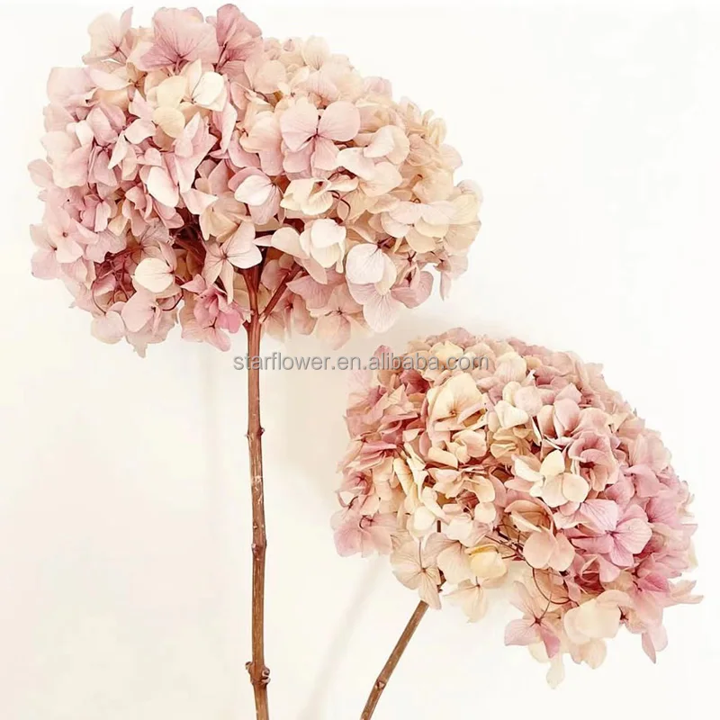 Flores Secas De Tacto Real Para Decoración,Hortensia De Boda,Conserva Hojas  Grandes,Popular,2022 - Buy Conservas De Hortensia,Hoja Grande De Hortensia,Boda  Hydrangea Product on 