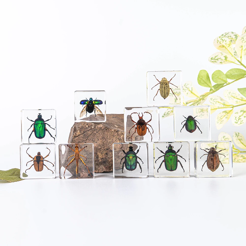 Educational Supply Real Insect Paperweight Taxidermy Specimen In Resin