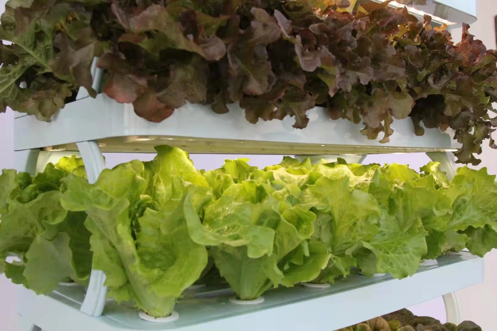 Hydroponic Grow Systems for Plant Automatic Wholesale Indoor Pump New Product 2020 Cheap Provided 65 Food Grade PVC 3 Months 102