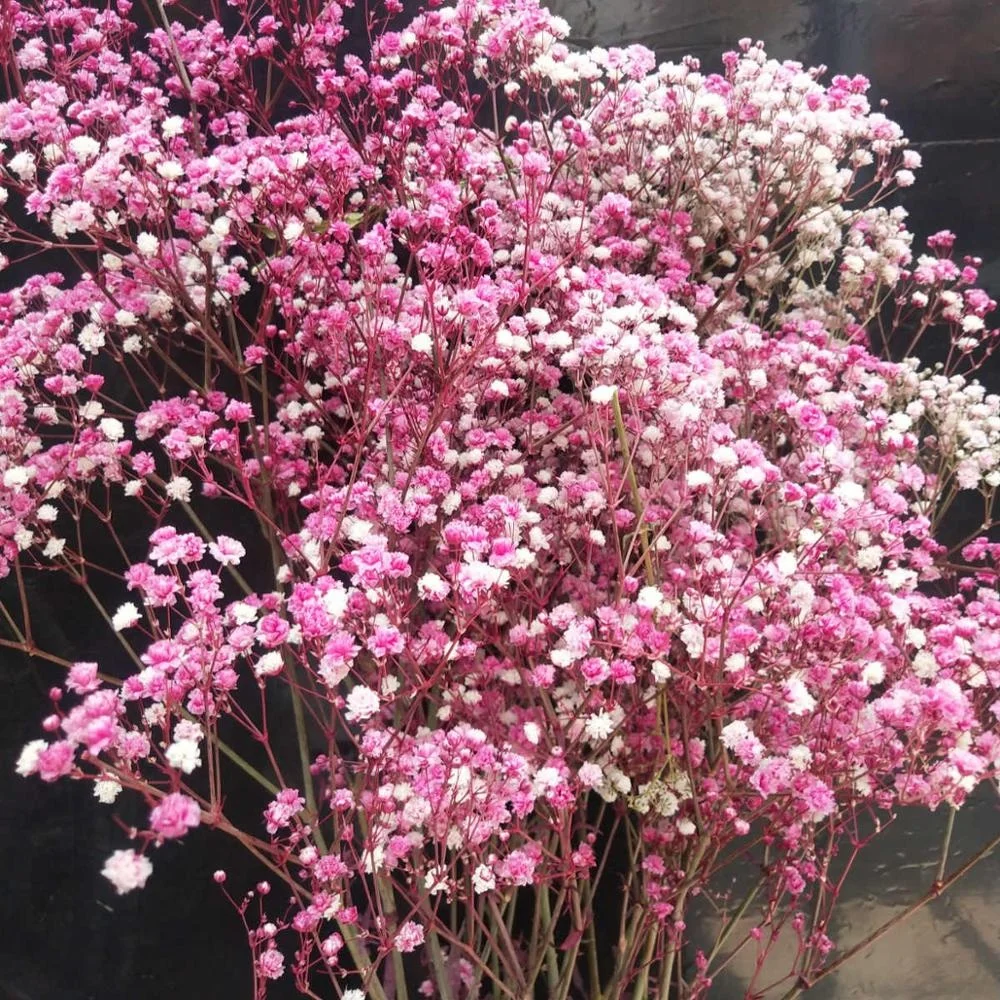 
Консервированный цветок babysbreath для домашней цветочной композиции, 1 комплект из 100-120 граммов для изготовления изделий ручной работы 
