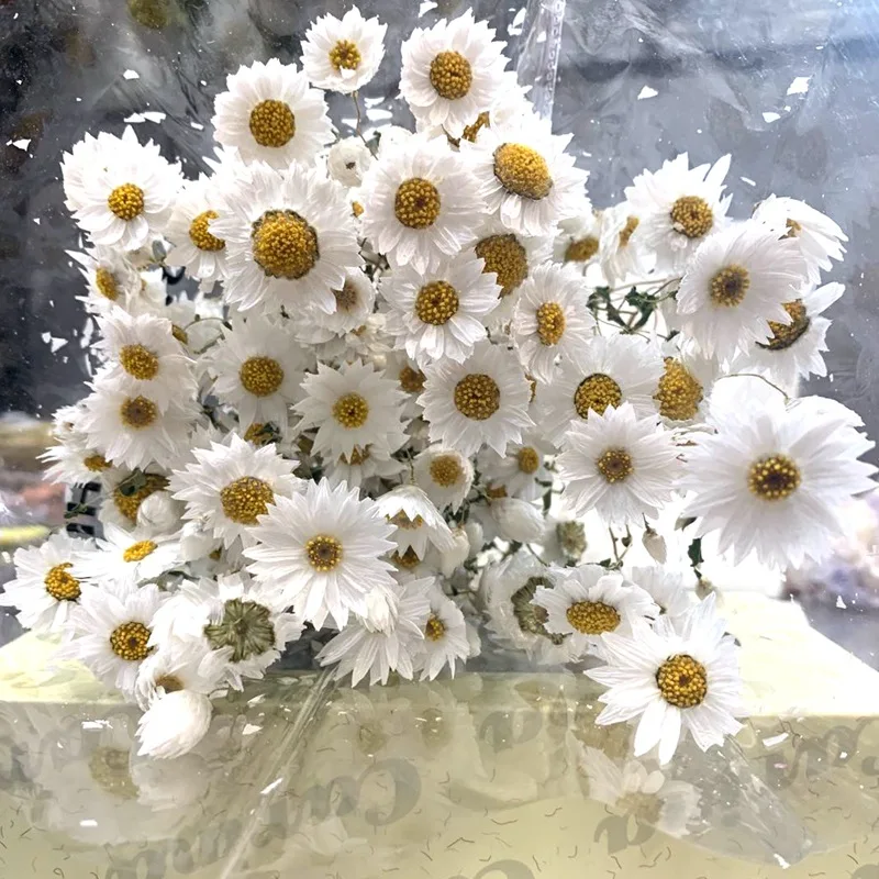 Natural White Preserved and Dried Rodanthe Daisies / Dried Daisies