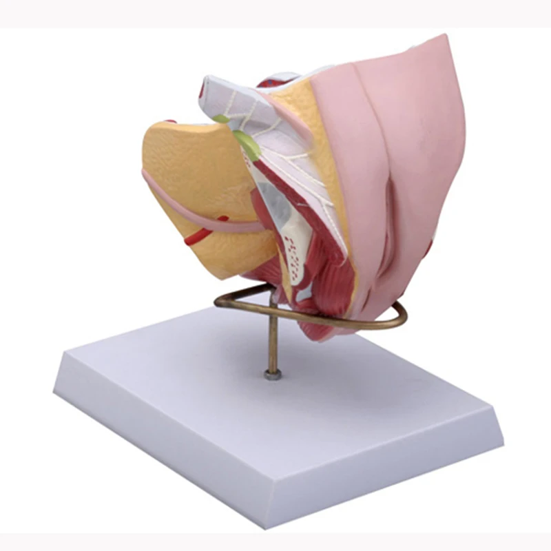 教育培训女性生殖器官解剖模型医学4部分女性生殖器官模型| Alibaba.com