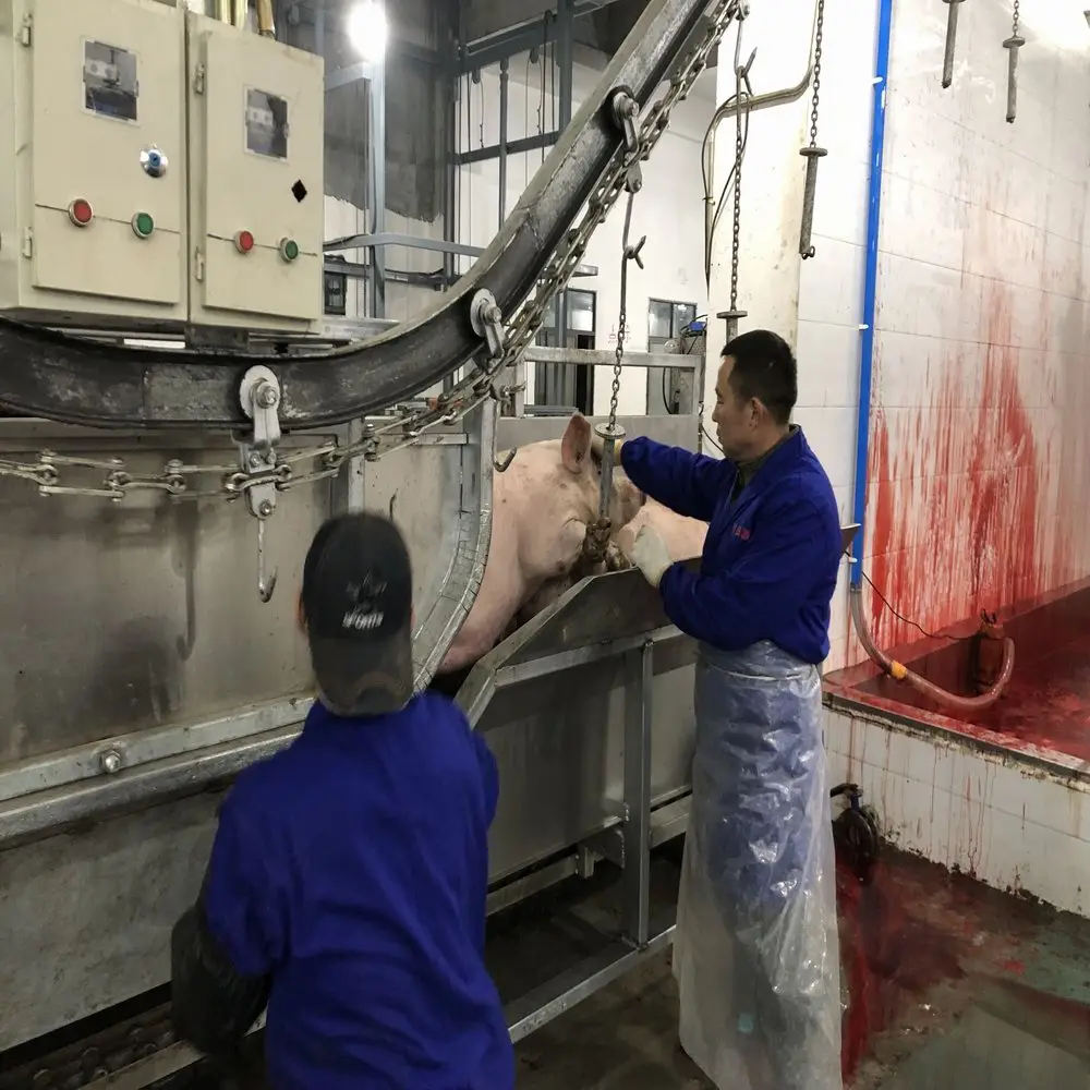 It is simple to operate and can slaughter 200 pigs per day. It is suitable for pig slaughtering production lines.