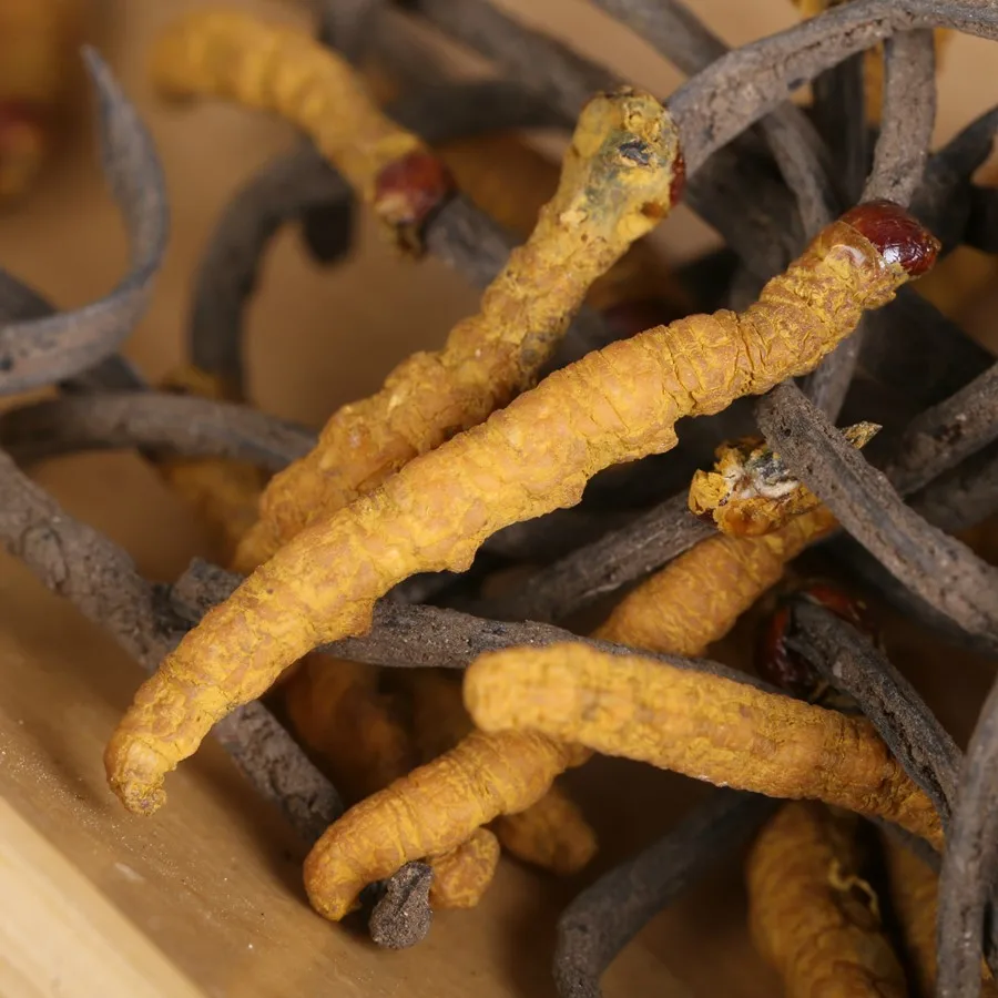 High Quality Cordyceps Dong Chong Xia Cao Yarsagumba Buy Yarsagumba Dong Chong Xia Cao Cordyceps Product On Alibaba Com