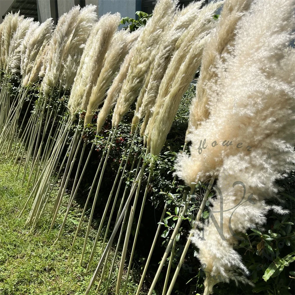 Pampas Grass Decor Tall Natural Pampas Grass Large & Fluffy Stylish
