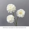 Peonie Bianche