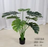 green Thick Monstera deliciosa 80cm