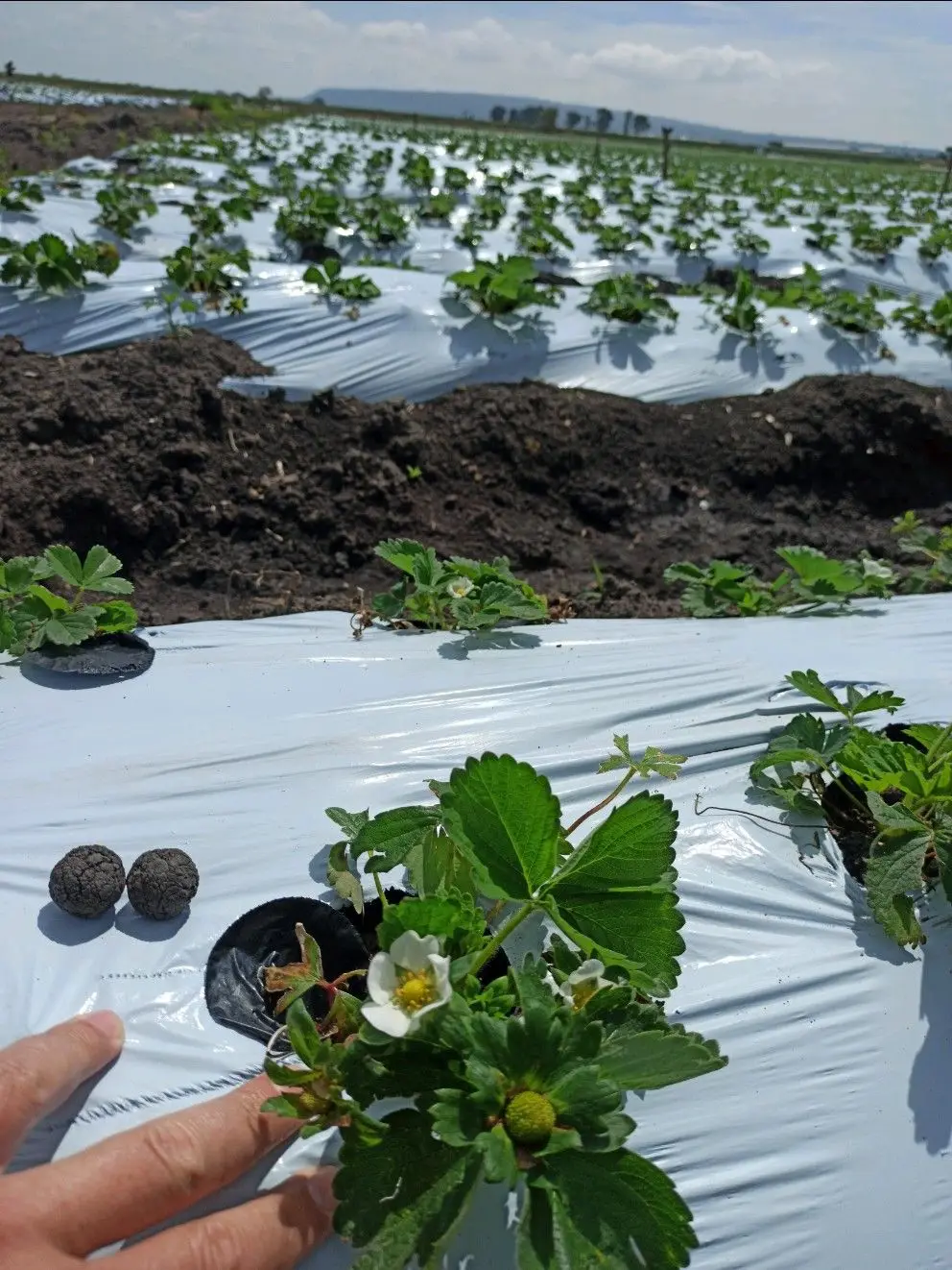 LDPE plástico Agricultura Mulch película con Plata/Negro, Negro/Blanco y  Negro Color para hortalizas - China Película de invernadero, película  agrícola