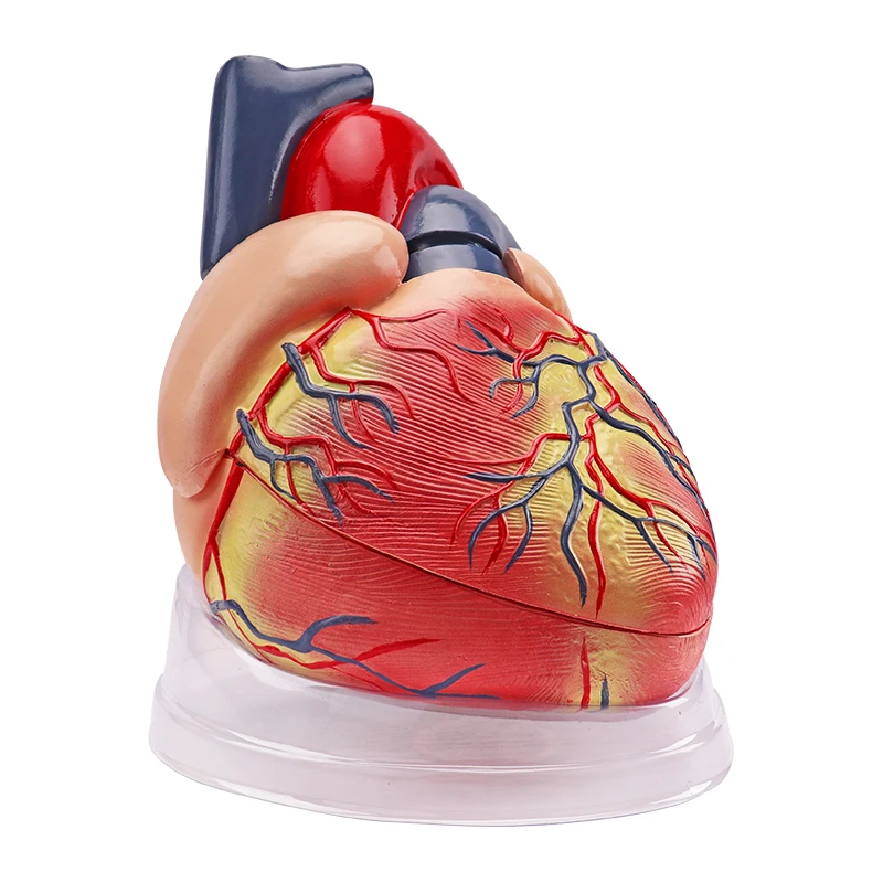 
 Модель человеческого сердца 5 раз с прозрачным нижним цветом медицинская Кардиология Анатомия обучающая модель  