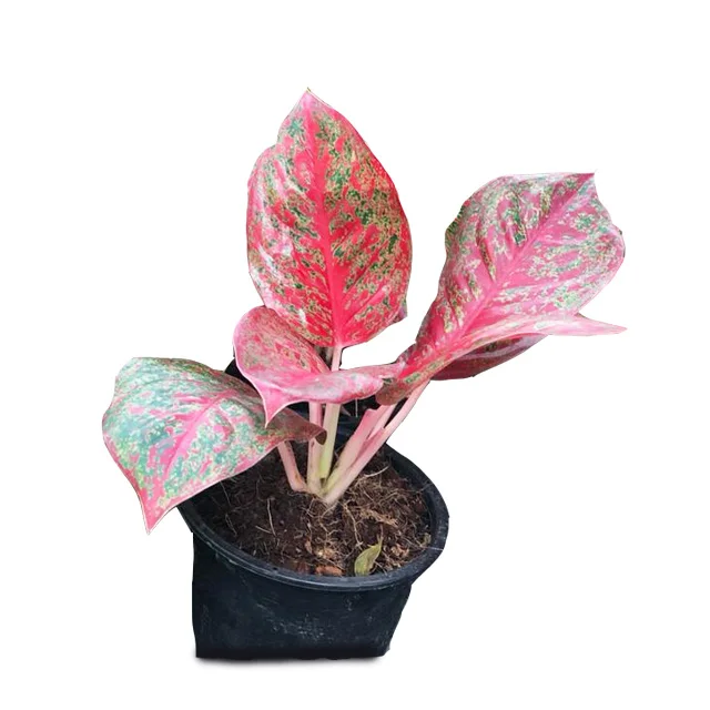 タイのaglaonemaポット植物の卸売 ベストプライスお試しください Buy タイaglaonema Aglaonema植物 Aglaonema Product On Alibaba Com