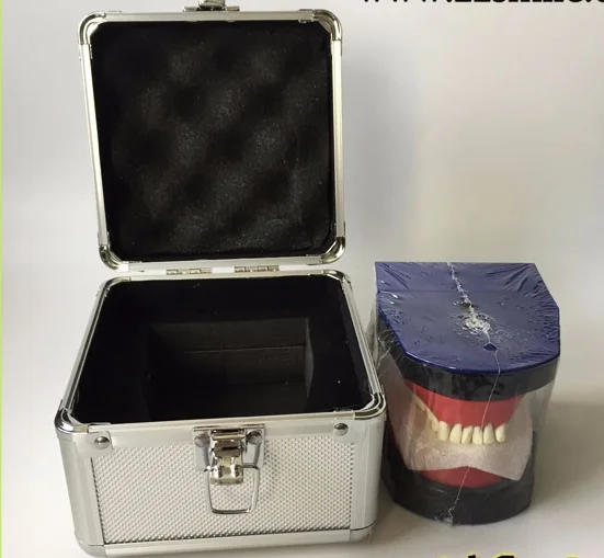 Orthodontic Practice Typodont with Wax and Teeth